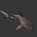 Realistic Shark 3D Model with Detailed Features and Swimming Pose on Black