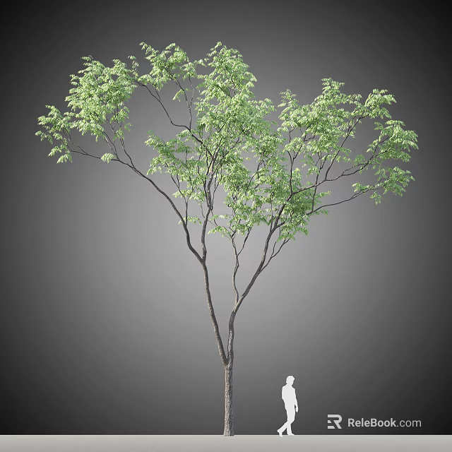 Tall Arbor with Lush Green Leaves Slender Trunk and Human Figure in Gray Background 3d model 