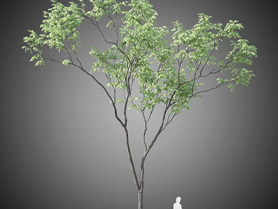 Tall Arbor with Lush Green Leaves Slender Trunk and Human Figure in Gray Background 3d model