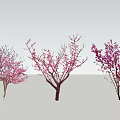 Flowering Trees With Pink Light Pink And Purple Blossoms And Branch Structures