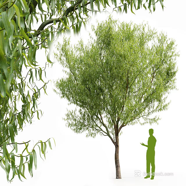 Lush Green Tree with Dense Green Leaves and Person Silhouette Standing Beside 3d model 
