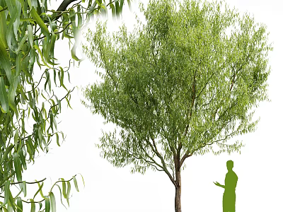 Lush Green Tree with Dense Green Leaves and Person Silhouette Standing Beside 3d model