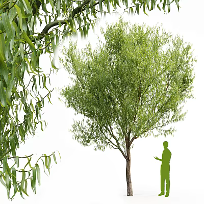 Lush Green Tree with Dense Green Leaves and Person Silhouette Standing Beside 3d model