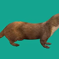 Brown And White Marten Standing On Green Background In Natural Pose