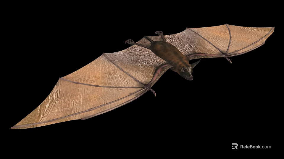 Flying Bat With Spread Wings And Detailed Wing Texture On Black Background 3d model
