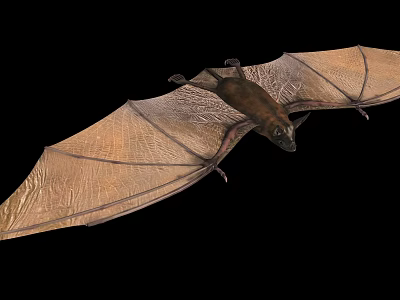 Flying Bat With Spread Wings And Detailed Wing Texture On Black Background 3d model