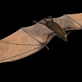 Flying Bat With Spread Wings And Detailed Wing Texture On Black Background 3d model