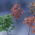 Various Colored Trees With Lush Foliage In Different Natural Tones