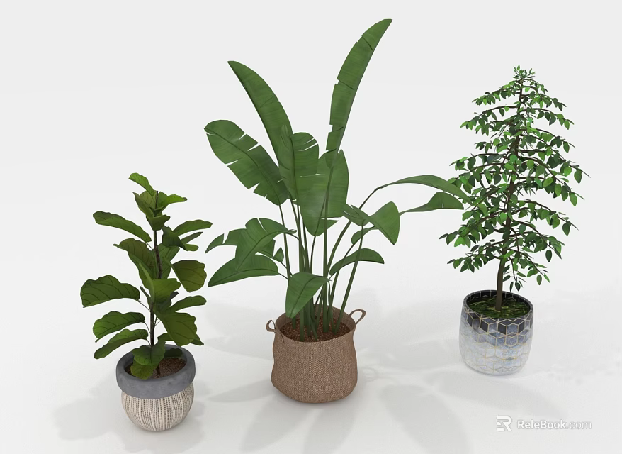 Indoor Plants with Large Leafy Small Tree Like Varieties in Patterned Woven Silver Textured Pots 3d model 