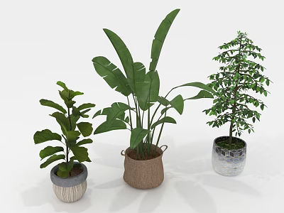 Indoor Plants with Large Leafy Small Tree Like Varieties in Patterned Woven Silver Textured Pots 3d model