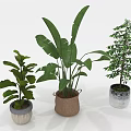 Indoor Plants with Large Leafy Small Tree Like Varieties in Patterned Woven Silver Textured Pots