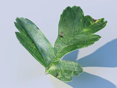 Fresh Green Edible Leaf Featuring Visible Veins Serrated Edges And Brown Spots On Light Blue 3d model