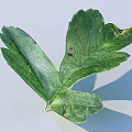 Fresh Green Edible Leaf Featuring Visible Veins Serrated Edges And Brown Spots On Light Blue