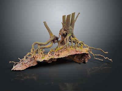 Tree Root System With Exposed Wooden Roots And Natural Rock Base 3d model