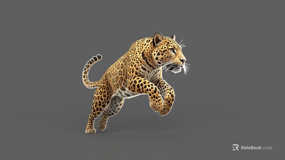 3D Rendered Spotted Leopard Jumping In Gray Background With Realistic Details 3d model 