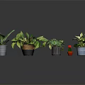 Beautiful Indoor Potted Plants With Green Variegated Leaves And Stylish Ceramic Planters