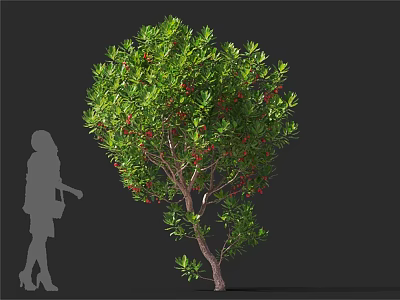 Tall Arbor With Lush Green Leaves And Red Fruits Beside Human Silhouette 3d model