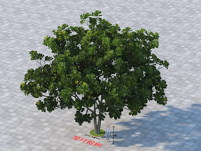 Lush Arbor With Vibrant Green Foliage And Sturdy Trunk On Paved Surface 3d model