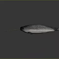 Narwhal Marine Creature With Long Golden Tusk Gray Body And White Underbelly In Dark Setting
