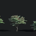 Three Arbor Trees With Green Foliage On Black Background For Landscape Design 3d model