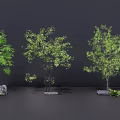 Three Ornamental Arbor Trees with Stones and Small Plants on Grey Background