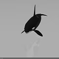 Black And White Orca With Dorsal Fin In Swimming Pose On Gray Background
