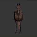 Realistic Brown Horse Standing On Dark Background With Detailed Features 3d model