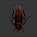 Red Cockroach With Detailed Texture And Long Antennae On Dark Background 3d model