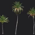 Three Lush Palm Trees With Tall Trunks And Feathery Green Foliage