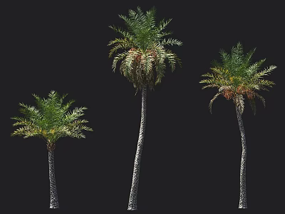 Three Lush Palm Trees With Tall Trunks And Feathery Green Foliage 3d model