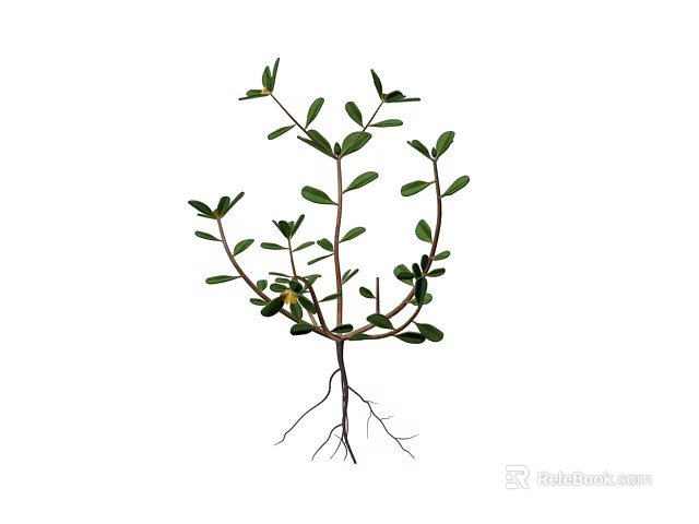 Fresh Green Plant With Lush Leaves And Visible Root Structure 3d model