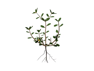 Chinese herbal medicine plant Chinese herbal medicine 3d model Chinese herbal medicine plant Chinese herbal medicine 3d model