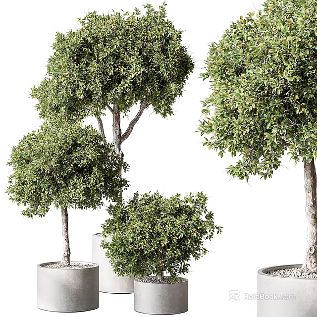 Lush Green Potted Bonsai Trees with Dense Foliage and Ceramic Planters 3d model 