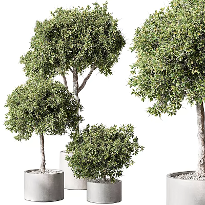 Lush Green Potted Bonsai Trees with Dense Foliage and Ceramic Planters 3d model