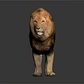 Adult Male Lion With Brown Mane Standing On Dark Shiny Background