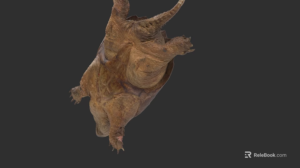 Reptile Turtle With Detailed Shell And Claws Hanging Upside Down 3d model 