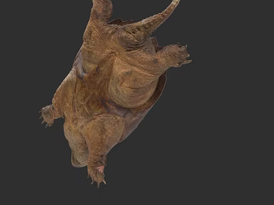 Reptile Turtle With Detailed Shell And Claws Hanging Upside Down 3d model