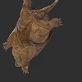 Reptile Turtle With Detailed Shell And Claws Hanging Upside Down