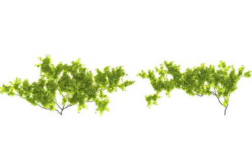 Modern Vine Climbing Vine 3d model