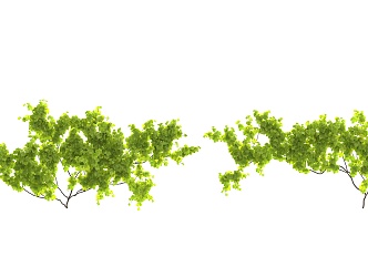 Modern Vine Climbing Vine 3d model