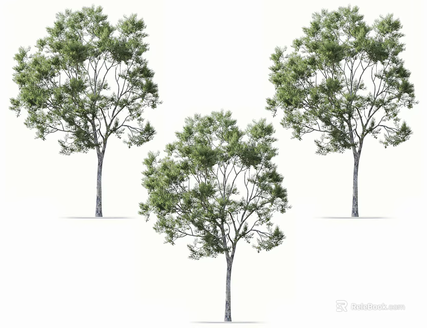 Three Lush Green Arbor Trees With Slender Trunks And Dense Foliage 3d model 