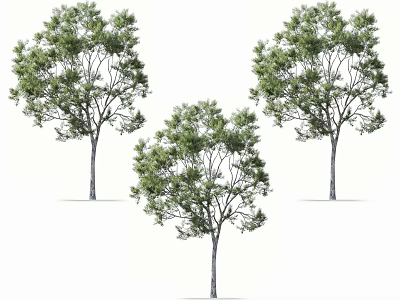 Three Lush Green Arbor Trees With Slender Trunks And Dense Foliage 3d model