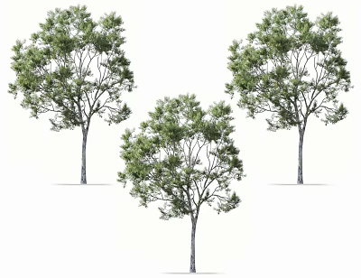 Three Lush Green Arbor Trees With Slender Trunks And Dense Foliage 3d model