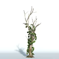 Green Leafy Vine Plant Growing on Dry Branches with Lush Foliage