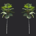 Two Tall Palm Trees With Lush Green Fronds And Slender Trunks On Black Backdrop