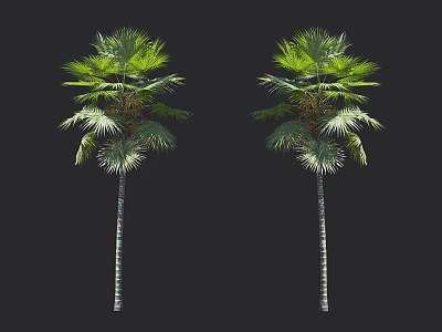 Two Tall Palm Trees With Lush Green Fronds And Slender Trunks On Black Backdrop 3d model