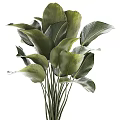 Lush Indoor Potted Plant With Large Green Leaves In White Ceramic Pot