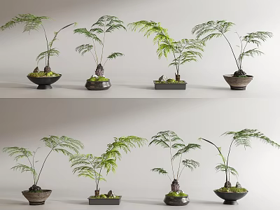 Leafy Green Fern Bonsai Potted Plants with Ceramic Pots and Display Arrangement for Indoor Decor 3d model