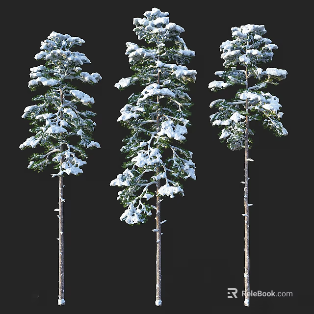 Snow Covered Tall Arbor Trees Standing With Green Branches Against Black Background 3d model 
