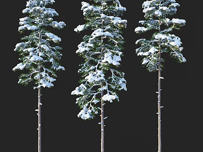 Snow Covered Tall Arbor Trees Standing With Green Branches Against Black Background 3d model